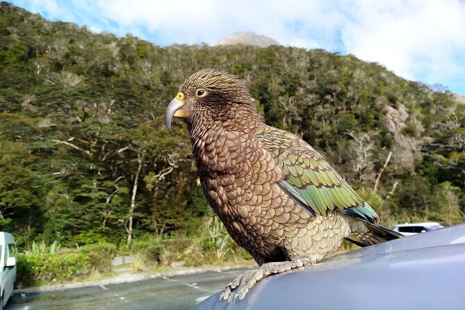 5 Day South Island Tour from Queenstown including Stewart Island - Fiordland Sound Day: Milford Sound or Doubtful Sound Cruise