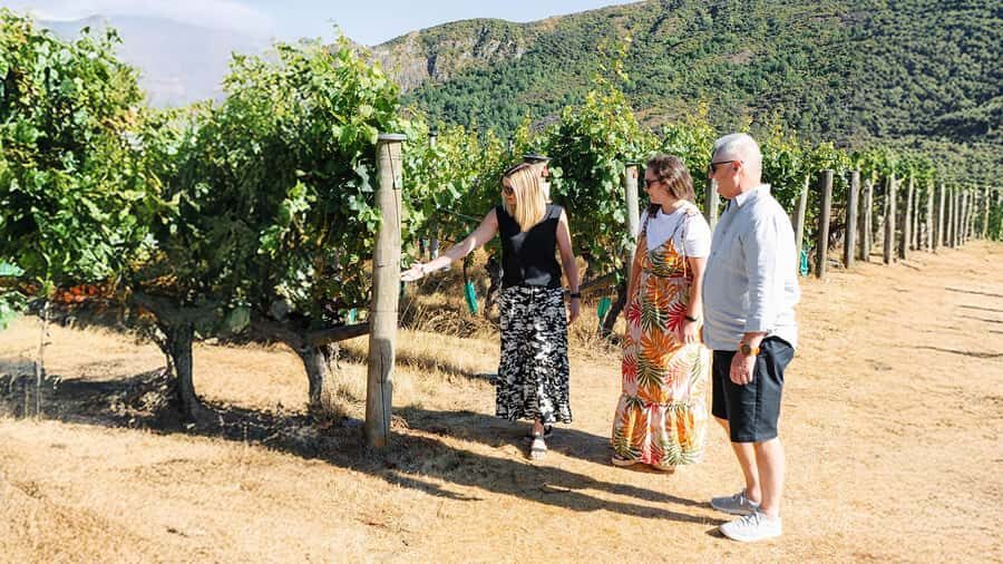 Boutique Winery Half-Day Tour & Vineyard Platter-Style Lunch - A Small-Group Central Otago Plan That Doesn’t Feel Rushed