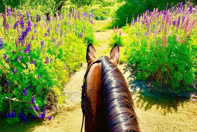 Cardrona High Country Pub Trail Horse Riding Trek (Intermediate+) - Cattle farm moments and the river crossing you should respect