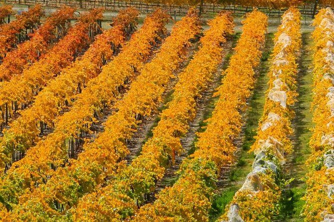 Classic Wanaka Wine Tour - Why this Central Otago wine loop feels different from a typical “bus tour”
