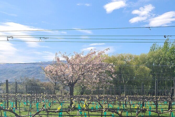 Cromwell Wine Tasting Tour using Classic Car - Small group pacing: privacy is the real luxury