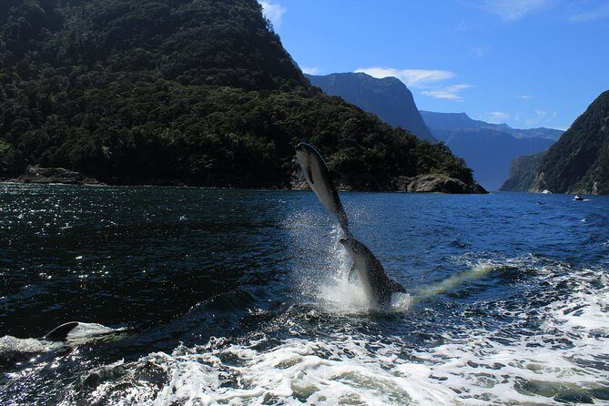 Cruise Milford NZ Small Boutique Cruise Experience - Waterfalls and the weather switch: why rain can be better
