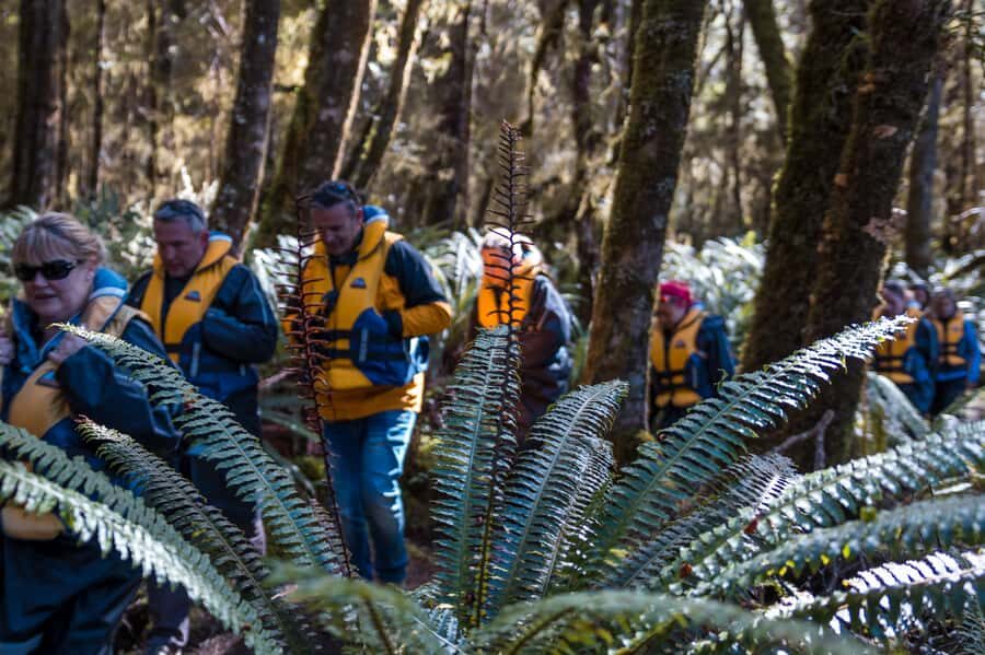 Fiordland: Jet Boat & Nature Walk Experience from Te Anau - The 15-Minute Nature Walk: Ancient Beech Forest Without the Big Commitment