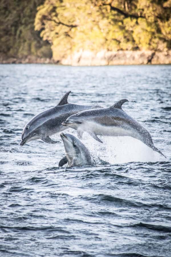 From Queenstown: Doubtful Sound Wilderness Day Trip - Key things to know before you go