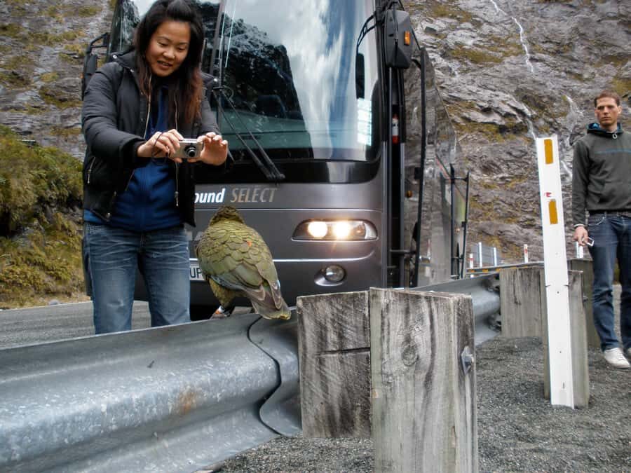 From Queenstown: Milford Sound Premium Day Tour and Cruise - Return drive comfort: the long part that still stays scenic
