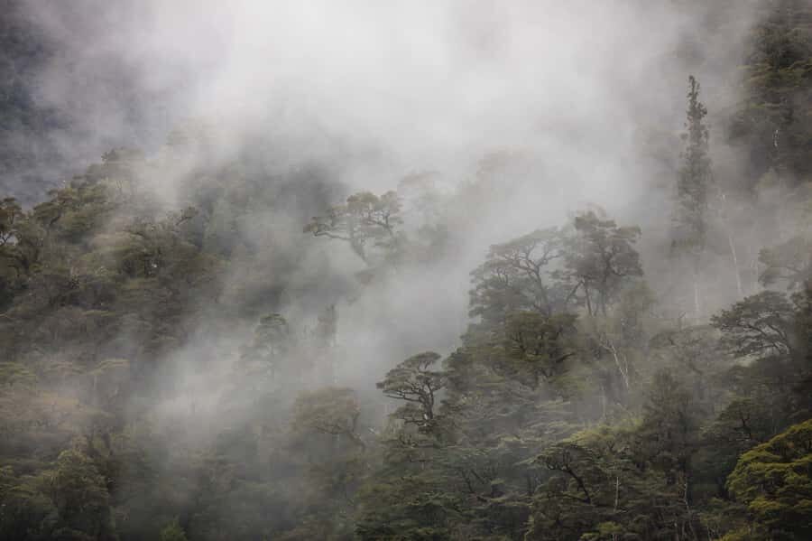 From Te Anau: Doubtful Sound Coach & Cruise - Who this Doubtful Sound coach and cruise suits best