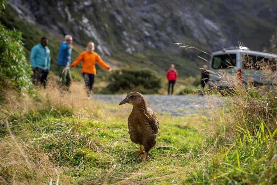 From Te Anau: Milford Sound Coach, Cruise, and Walks - Weather reality check: how to pack so you can enjoy everything