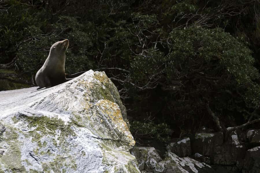 From Te Anau: Milford Sound Cruise and Coach Day Trip - Price and value: is $136 worth it?