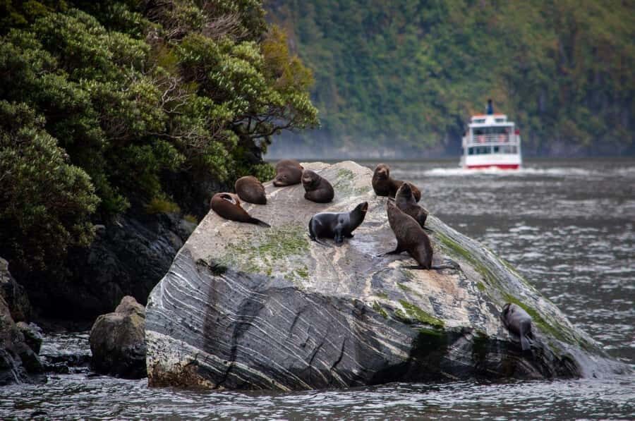 From Te Anau: Milford Sound Small-Group Tour Including Lunch - Who should book this Milford Sound tour, and who should look elsewhere