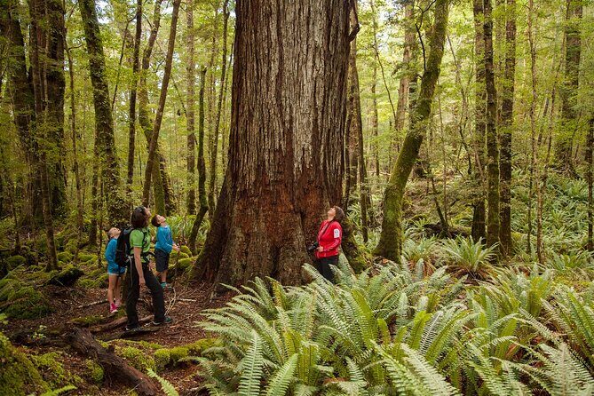 Full-Day Milford Sound Tour with Cruise and Walks from Te Anau - Key things to know before you go