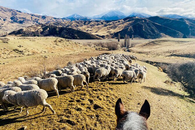 Gold Discovery Trail Horse Trek Cardrona - Most popular! - Weather, timing, and the punctuality rule