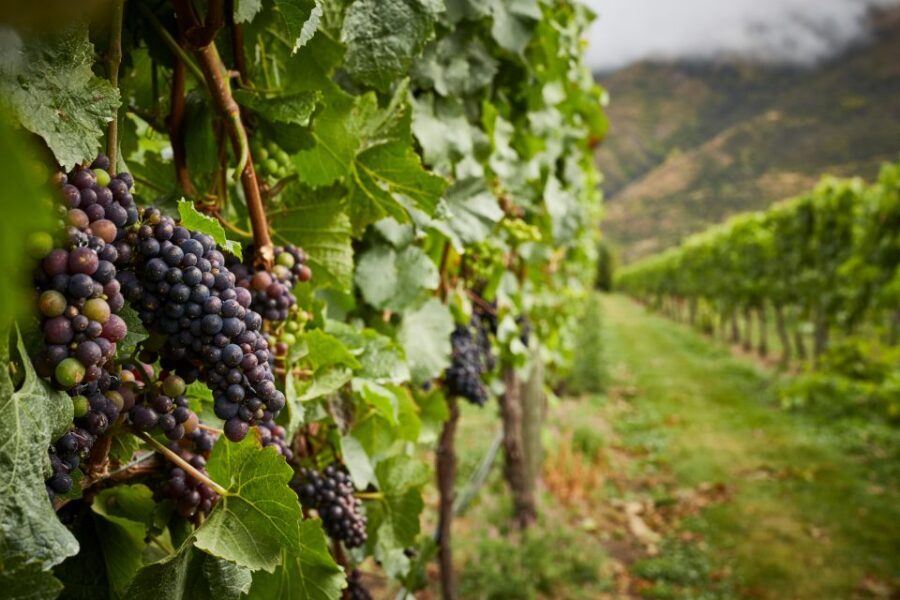 Gourmet Food and Wine Tour with Lunch and Wine Tastings - Price and Value: Is $196 a Smart Wine-Tour Deal?