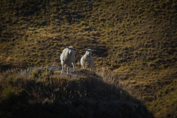 Half Day Skippers Canyon Queenstown Private Photography Adventure - Price and Value: What $173.76 Gets You (and What Costs Extra)