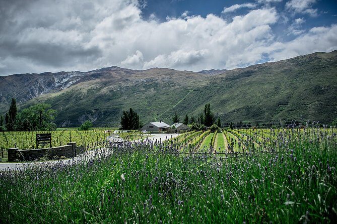 Hop on Hop off Wine Tours Queenstown - Entering the day: how the HOHO rhythm works (and why timing matters)