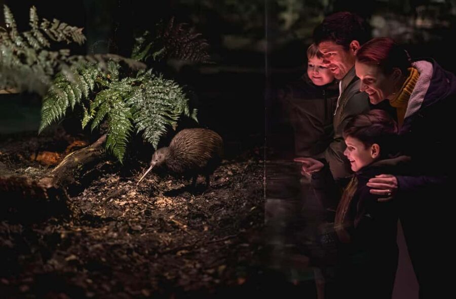 Kiwi Park Admission Ticket - The 30-minute Conservation Show: free flight, close learning