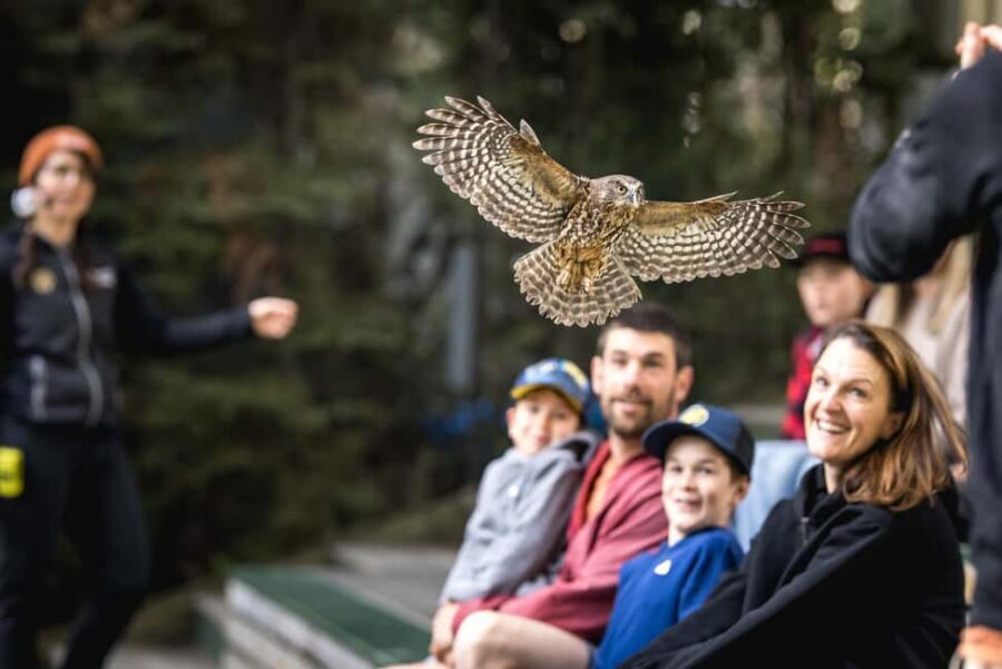 Kiwi Park Admission Ticket - A simple one-day game plan (so you don’t waste your time)