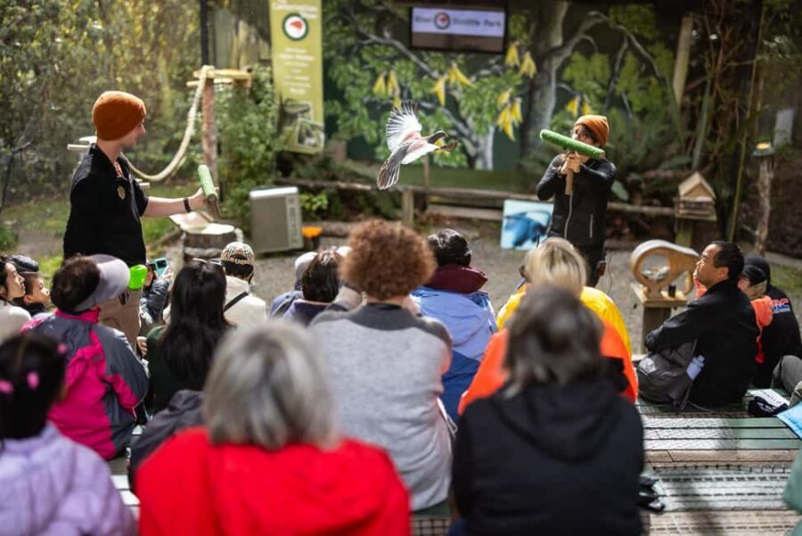 Kiwi Park Admission Ticket - Price and value: $35 is fair when you plan around the shows