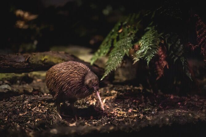 Kiwi Park Queenstown Admission - Key Points I’d Plan Around