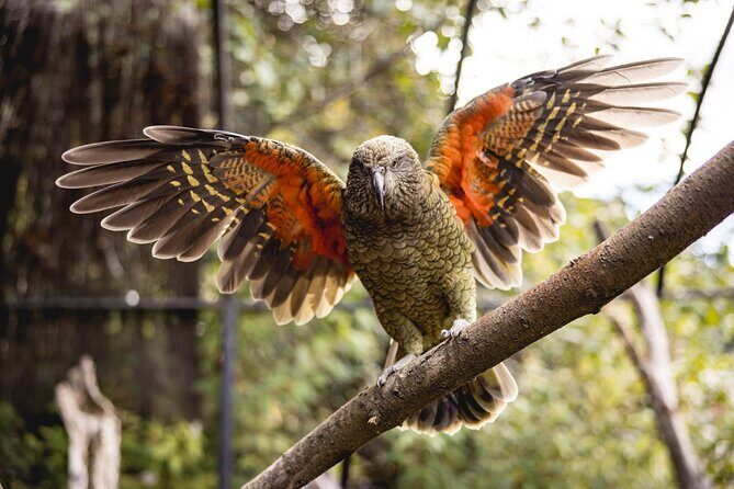 Kiwi Park Queenstown Admission - Kiwi Park Queenstown: Where It Fits in Your Queenstown Day
