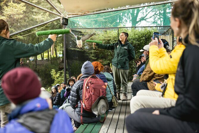 Kiwi Park Queenstown Admission - Kiwi Encounters in the Dark: How to Actually See Kiwis