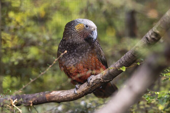 Kiwi Park Queenstown Admission - Walking the Park: Forest Walk, Streams, and Bird Exhibits