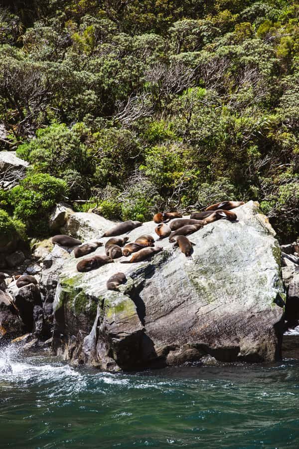 Milford Sound: 2-Hour Small Boat Scenic Cruise - Wildlife Odds: Seals, Dolphins, and Seasonally Penguins