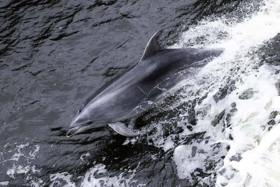Milford Sound: 2-Hour Wildlife & Nature Cruise - Cruising toward the Tasman Sea: the turnaround that makes it feel longer
