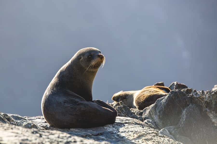 Milford Sound: 2-Hour Wildlife & Nature Cruise - Wildlife odds: seals, dolphins, and Fiordland crested penguins