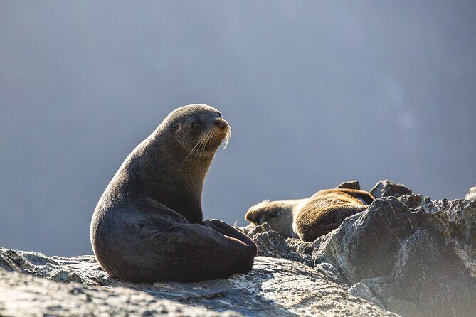 Milford Sound Cruise - RealNZ - What You’ll See on the Water: Mitre Peak to the Tasman Sea