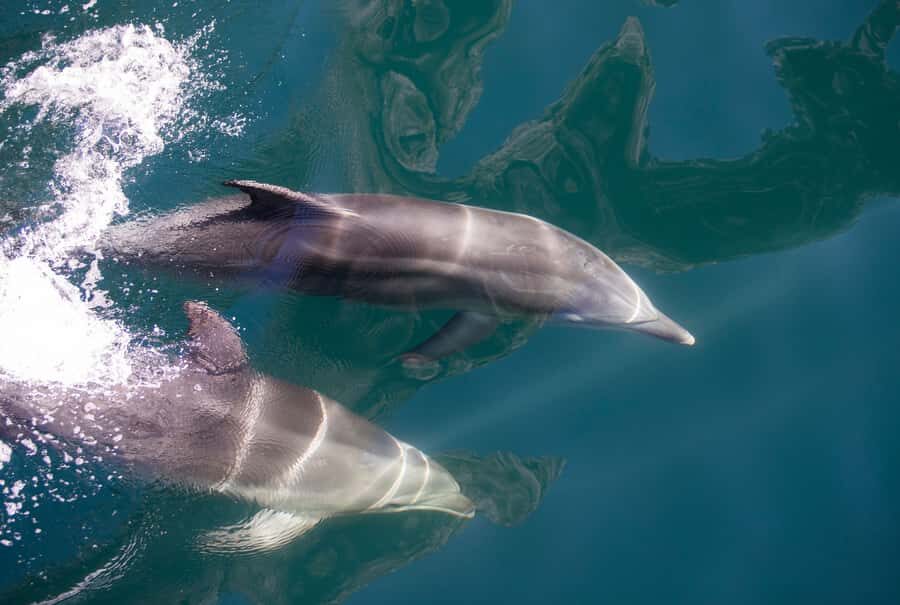 Milford Sound: Nature Cruise - Grand Views & Optional Lunch - Key takeaways before you go
