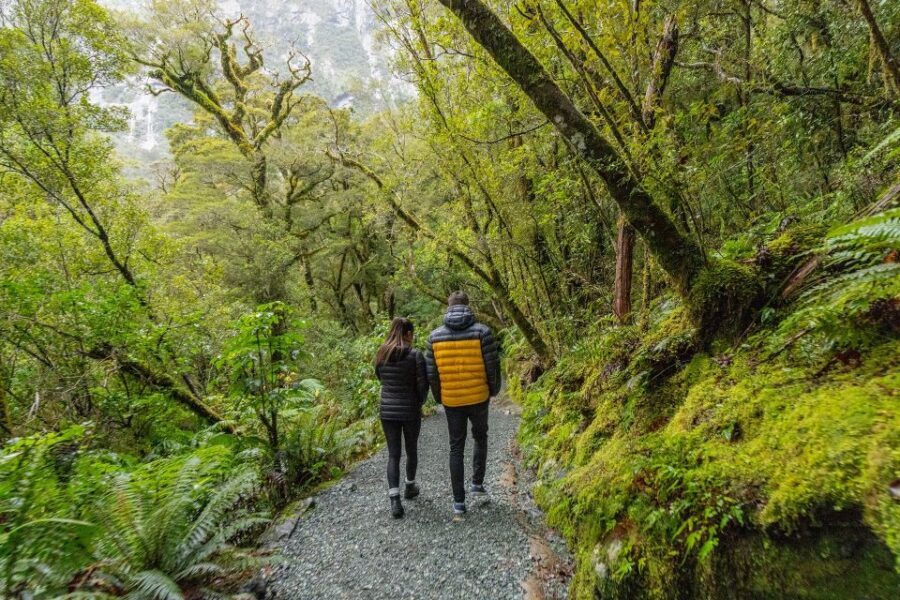 Milford Sound: Premium Small Group Tour from Queenstown - Final call: should you book Milford Sound with Altitude Tours?