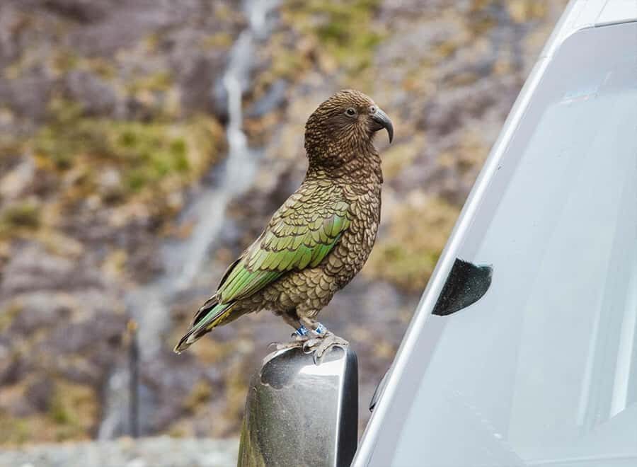 Milford Sound: Small-Group Tour from Te Anau - Small-group comfort: why the coach ride feels calmer