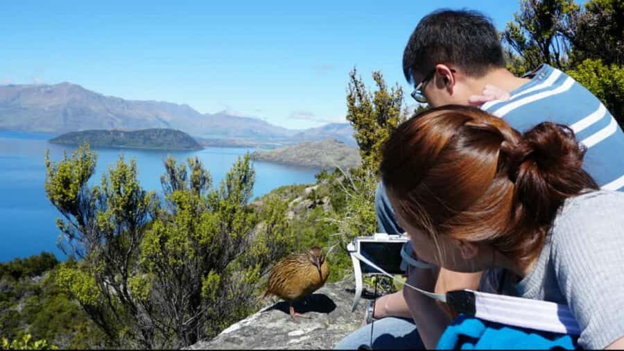 Mou Waho Island: 3-Hour Cruise and Guided Nature Walk - Why Mou Waho Island conservation is the real star