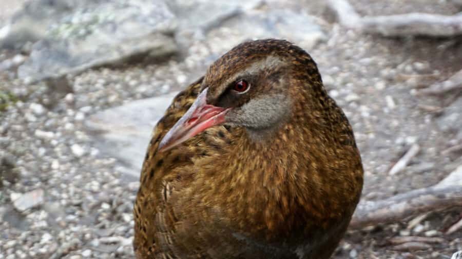 Mou Waho Island: 3-Hour Cruise and Guided Nature Walk - The guided bush walk: 1 kilometer total, 150 meters up