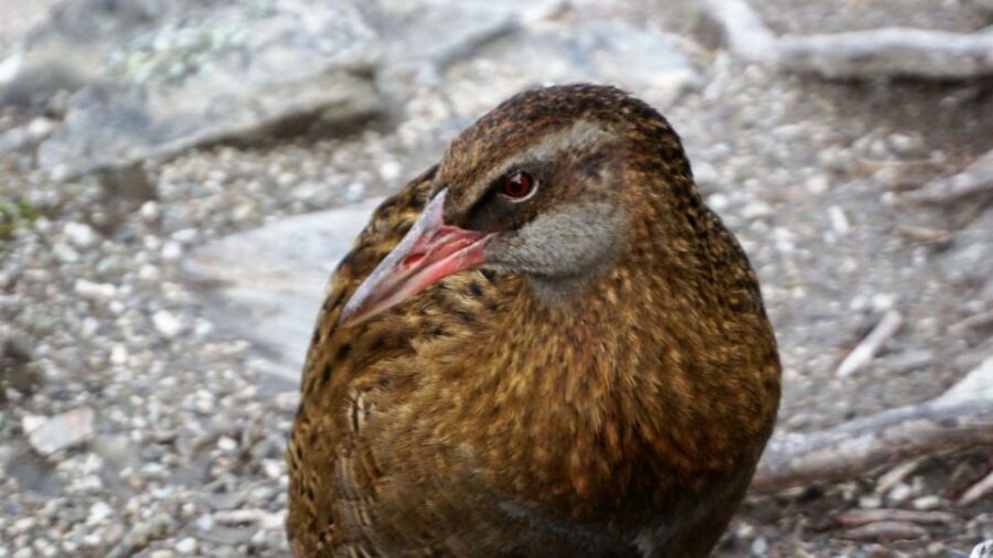Mou Waho Island: 3-Hour Cruise and Guided Nature Walk - How the guide turns a hike into a story you’ll keep
