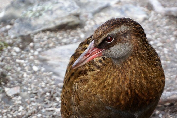 Mou Waho Island Cruise and Guided Nature Walk - Cruise across Lake Wanaka: the ride is part of the show