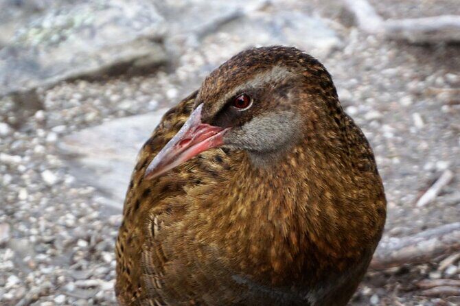 Mou Waho Island Cruise & Self-Guided Nature Walk - Cruise Lake Wanaka: Ruby Island, Treble Cone, and the water-level view