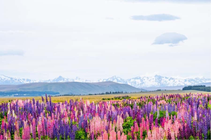 Mount Cook Full-Day Tour: Queenstown to Christchurch - From Queenstown to Christchurch: why this big-coach day works