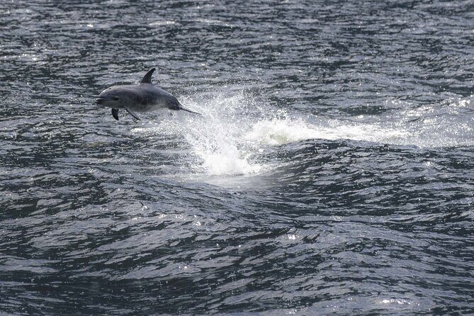 Premium Milford Sound Cruise Including Lunch - Wildlife Watching on Milford Sound: Dolphins, Seals, and Penguins When It Happens