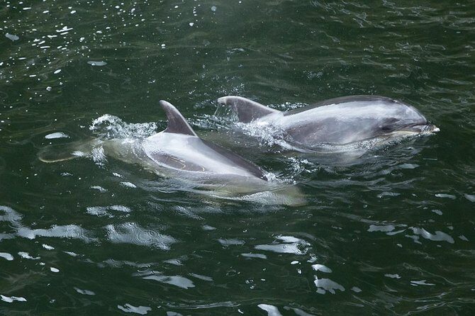 Premium Milford Sound Small Group Tour & Cruise from Queenstown - Hollyford River to the Darran Mountains: waterfalls and Kea country