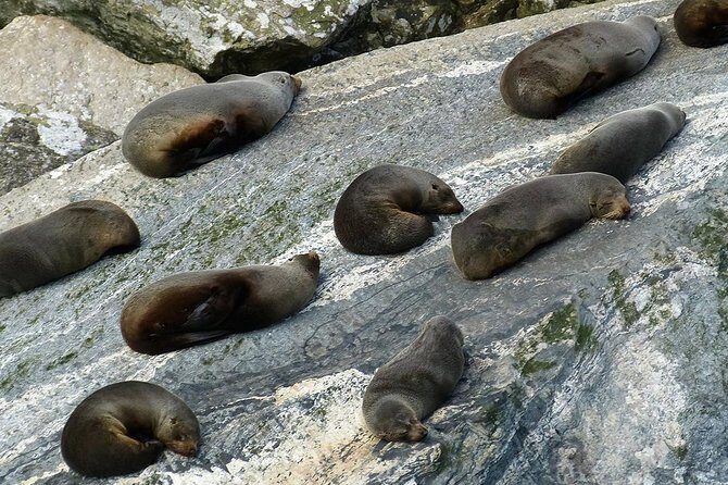 Premium Milford Sound Small Group Tour & Cruise from Queenstown - Pops View Lookout and the Routeburn Track area on the way back