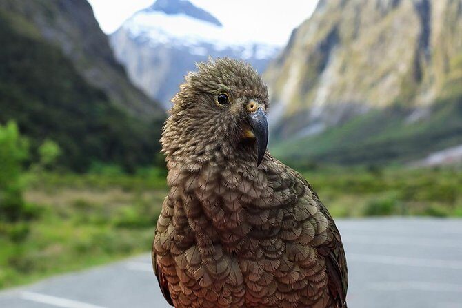 Premium Milford Sound Tour, Cruise & Lunch from Te Anau - Lake Gunn and the Hollyford River area: calmer breaks before the waterfalls