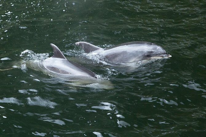 Premium Milford Sound Tour, Cruise & Lunch from Te Anau - Pop’s View Look Out and the Darran Mountains: Southern Alps views and Kea territory