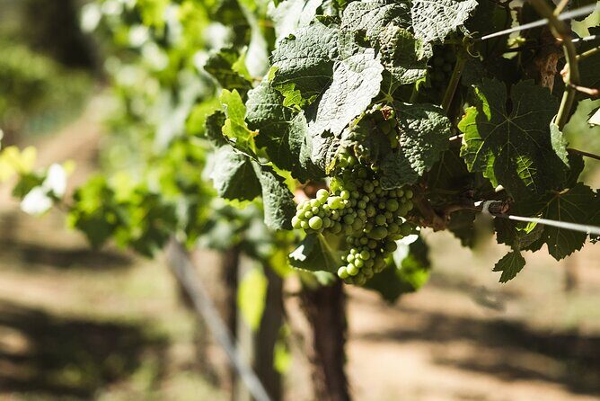 Queenstown: Afternoon Wine & Beer Tour with Platters - The Guides: The Difference Between a Tour and a Fun Memory