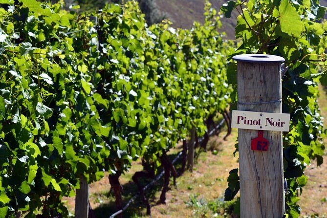 Queenstown Afternoon Wine Tour - Peregrine | Kinross | Amisfield - Peregrine Wines: the wing-shaped roof, Pinot Noir, and design-led tastings