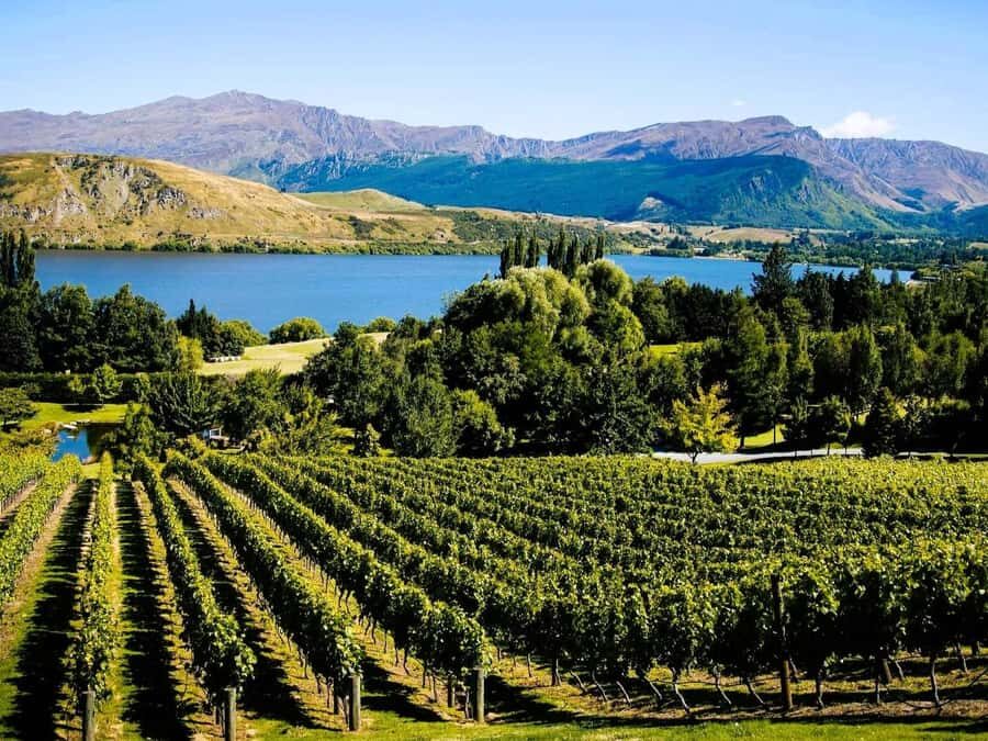 Queenstown, Arrowtown, Gibbston: Flexible Wine Hopper Tours - Value and Price: Why $59 Can Work (If You Budget for Tastings)
