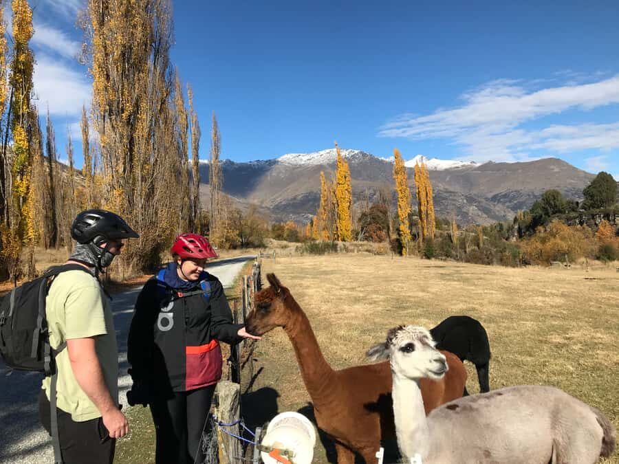 Queenstown: Guided E-Bike Tour with Winery Visits & Tastings - Arrowtown riverside riding on an e-bike: gold-mining charm, bridges, and stops