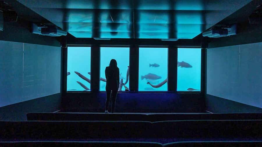 Queenstown: Hidden Underwater Theatre Experience - Price and Value: Why $8 Feels Like More Than You’d Expect