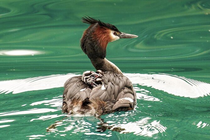 Queenstown: Lake Wakatipu Scenic Cruise (90 Minutes) - Willow Islands, local birdlife, and the feeling of being off the main path