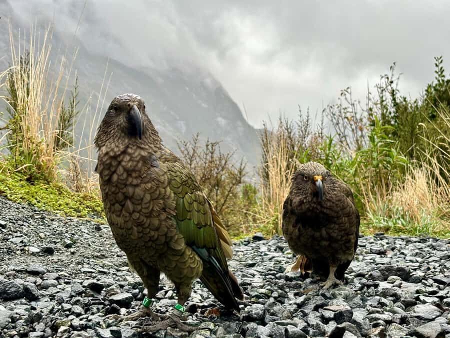 Queenstown: Milford Sound Small-Group Tour w Cruise & Lunch - Eglinton Valley and Lake Gunn: Short Stops, Big Payoff